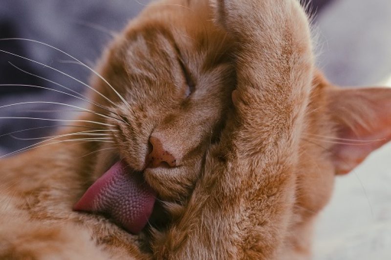 Animal Pain Awareness