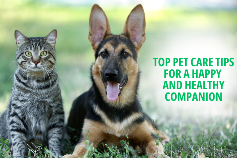 Top Pet Care Tips for a Happy and Healthy Companion